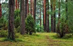 Paper industry impact on Forestry 